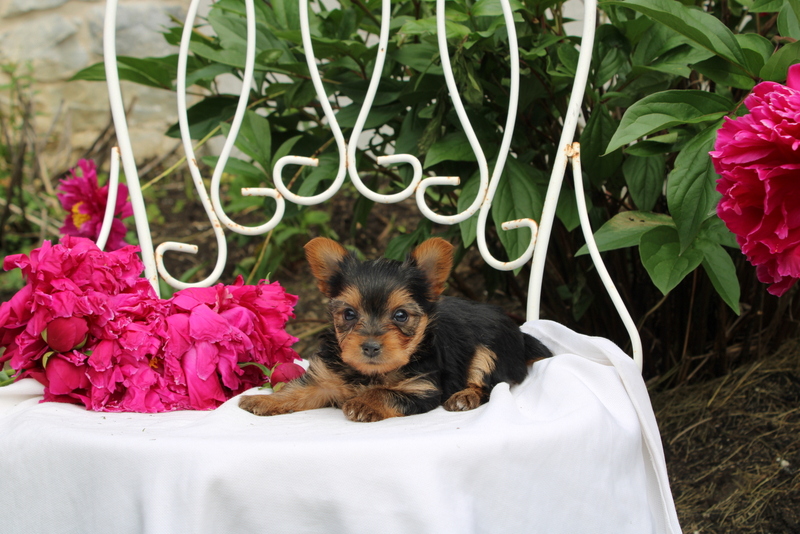 puppy, for, sale, Yorkshire Terrier, Matthew B. Stoltzfus, dog, breeder, Gap, PA, dog-breeder, puppy-for-sale, forsale, nearby, find, puppyfind, locator, puppylocator, aca